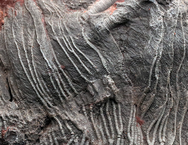 ウミユリ、サイフォクリニテス(Scyphocrinites elegans)の全身化石(その4)
