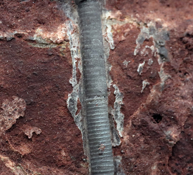 ウミユリ、サイフォクリニテス（Scyphocrinites elegans）の全身化石（その7）