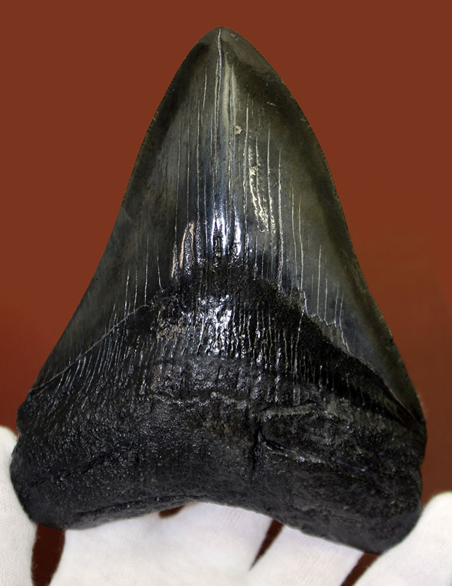 モンスターサイズ!長い方の辺に沿って148ミリ!メガロドン(Carcharodon megalodon)の特大サイズの歯化石(その1)