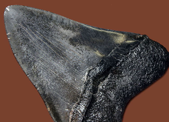 モンスターサイズ！長い方の辺に沿って148ミリ！メガロドン（Carcharodon megalodon）の特大サイズの歯化石（その10）