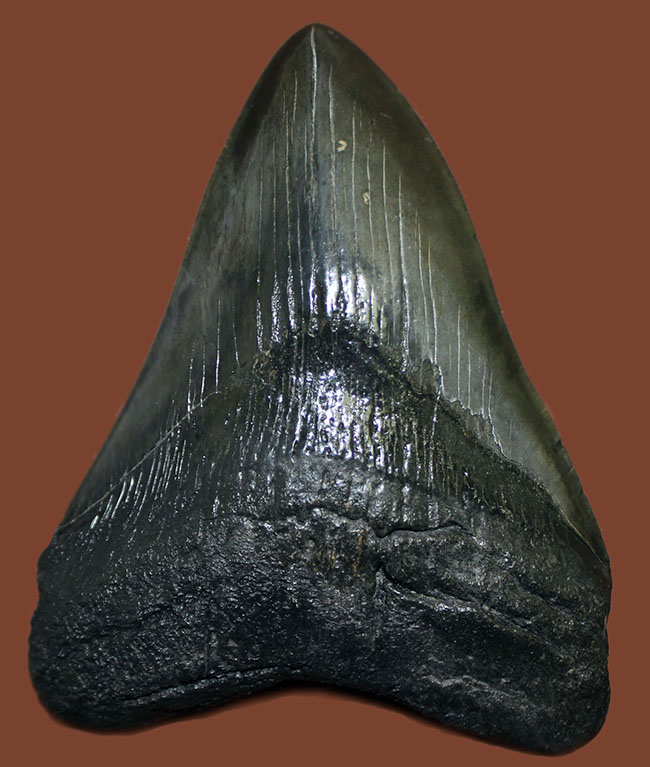 モンスターサイズ!長い方の辺に沿って148ミリ!メガロドン(Carcharodon megalodon)の特大サイズの歯化石(その11)