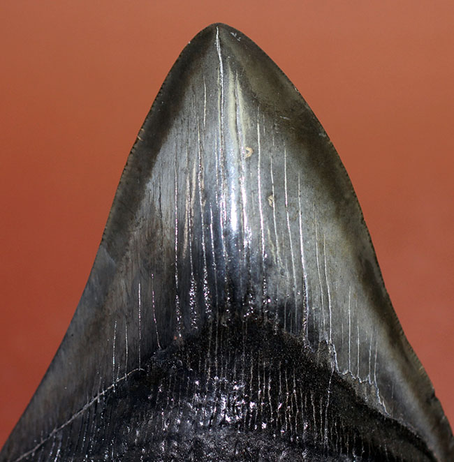 モンスターサイズ！長い方の辺に沿って148ミリ！メガロドン（Carcharodon megalodon）の特大サイズの歯化石（その12）