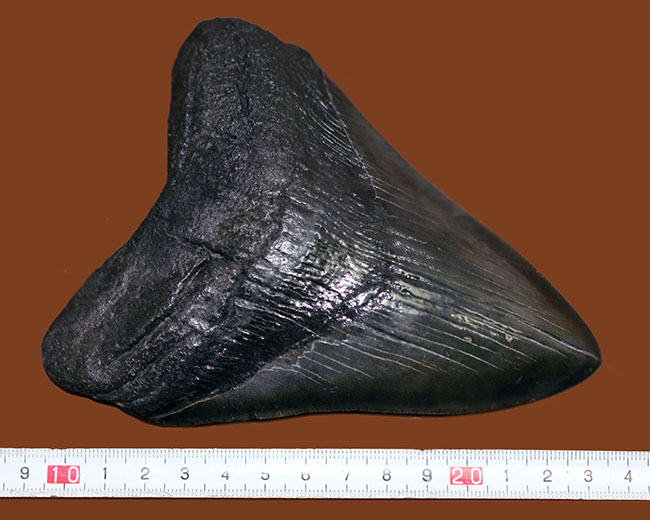 モンスターサイズ！長い方の辺に沿って148ミリ！メガロドン（Carcharodon megalodon）の特大サイズの歯化石（その13）