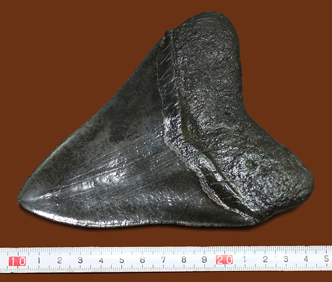 モンスターサイズ！長い方の辺に沿って148ミリ！メガロドン（Carcharodon megalodon）の特大サイズの歯化石（その14）