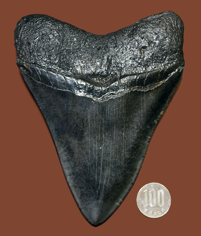 モンスターサイズ！長い方の辺に沿って148ミリ！メガロドン（Carcharodon megalodon）の特大サイズの歯化石（その15）