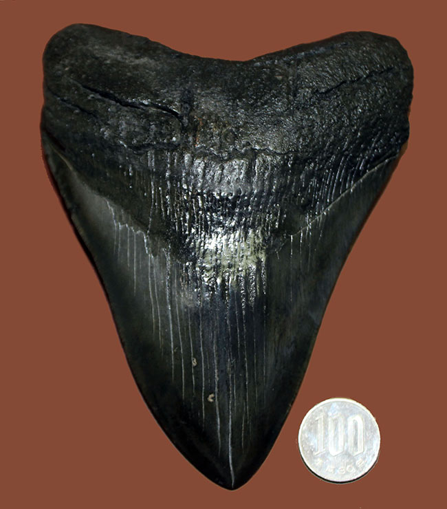 モンスターサイズ！長い方の辺に沿って148ミリ！メガロドン（Carcharodon megalodon）の特大サイズの歯化石（その16）