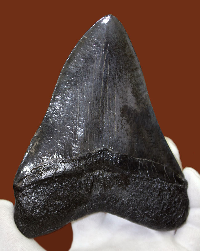 モンスターサイズ!長い方の辺に沿って148ミリ!メガロドン(Carcharodon megalodon)の特大サイズの歯化石(その2)