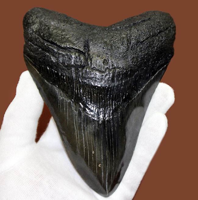 モンスターサイズ!長い方の辺に沿って148ミリ!メガロドン(Carcharodon megalodon)の特大サイズの歯化石(その3)