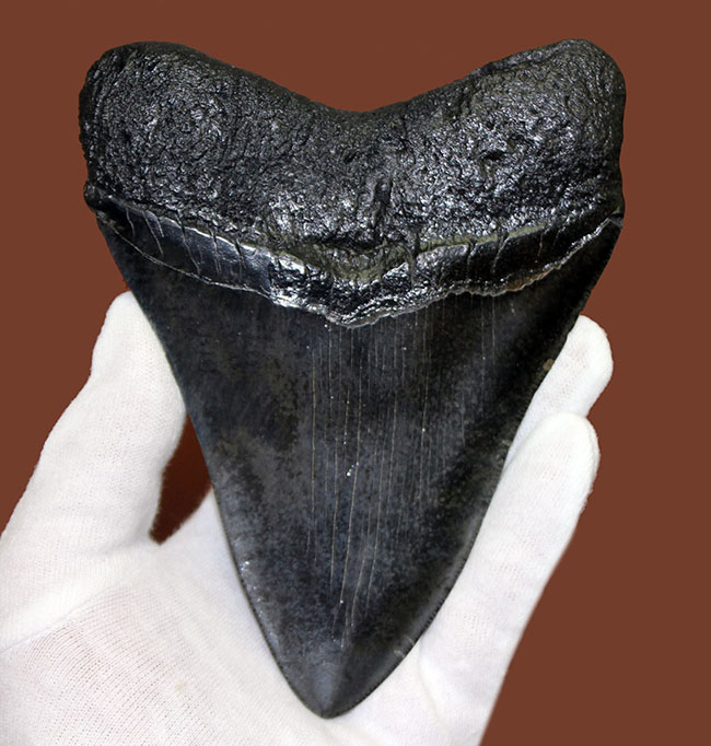モンスターサイズ！長い方の辺に沿って148ミリ！メガロドン（Carcharodon megalodon）の特大サイズの歯化石（その4）
