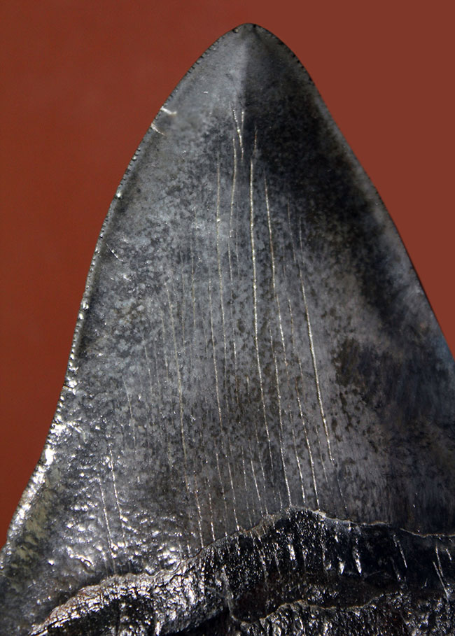 モンスターサイズ!長い方の辺に沿って148ミリ!メガロドン(Carcharodon megalodon)の特大サイズの歯化石(その6)