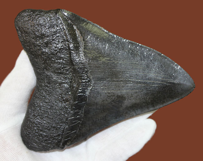 モンスターサイズ!長い方の辺に沿って148ミリ!メガロドン(Carcharodon megalodon)の特大サイズの歯化石(その7)