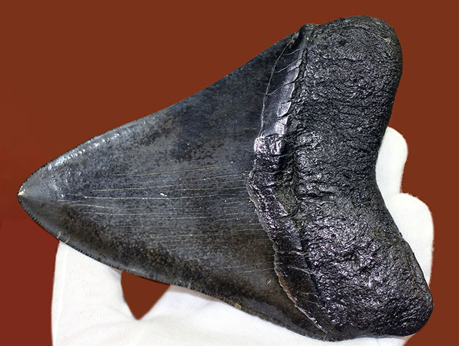 モンスターサイズ!長い方の辺に沿って148ミリ!メガロドン(Carcharodon megalodon)の特大サイズの歯化石(その8)