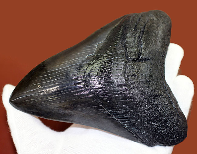 モンスターサイズ!長い方の辺に沿って148ミリ!メガロドン(Carcharodon megalodon)の特大サイズの歯化石(その9)