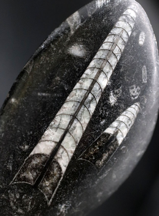 古生代の海の主役の一人、2体のオルソセラス(Orthoceras)が同居するマルチプレート化石(その1)