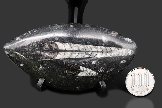 古生代の海の主役の一人、2体のオルソセラス(Orthoceras)が同居するマルチプレート化石(その10)