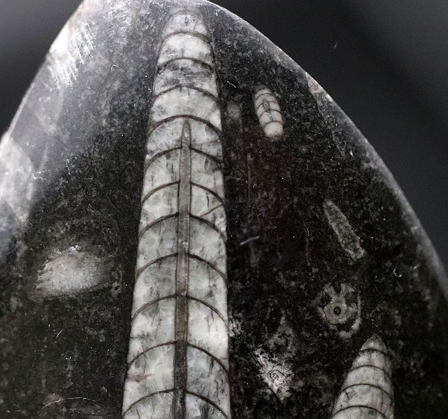 古生代の海の主役の一人、2体のオルソセラス(Orthoceras)が同居するマルチプレート化石(その2)