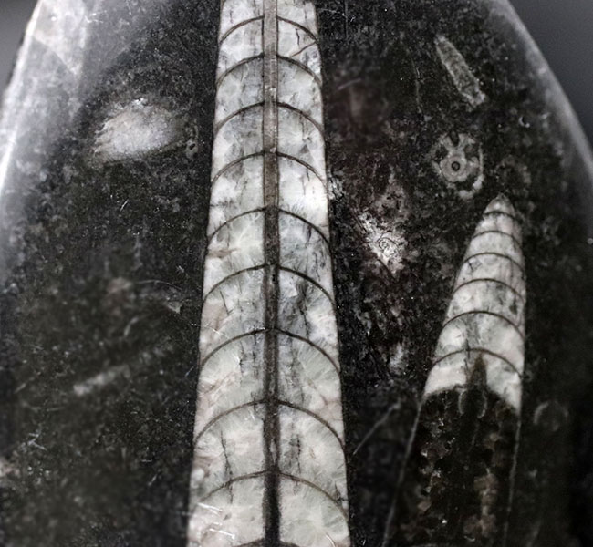 古生代の海の主役の一人、２体のオルソセラス（Orthoceras）が同居するマルチプレート化石（その3）