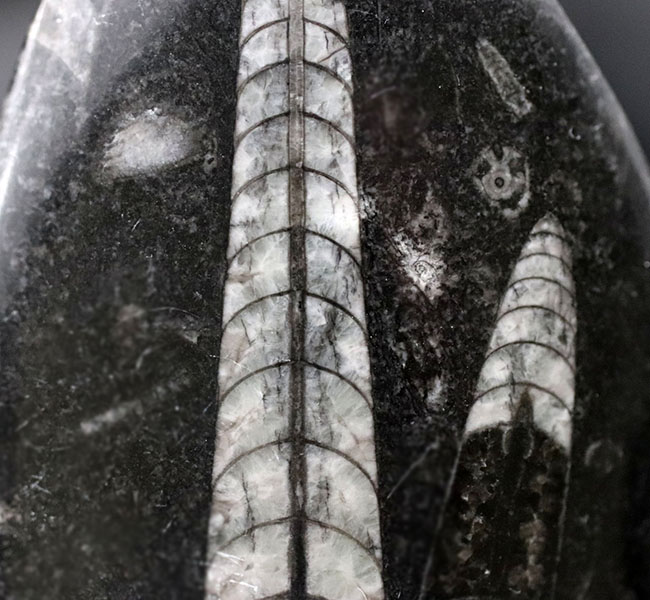 古生代の海の主役の一人、2体のオルソセラス(Orthoceras)が同居するマルチプレート化石(その3)