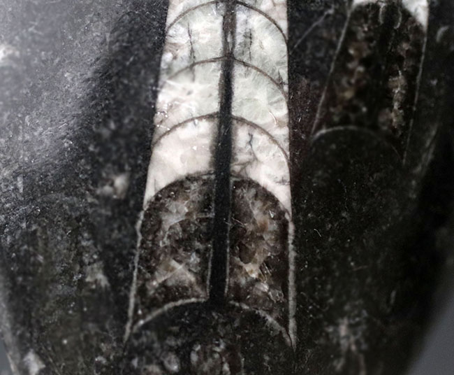 古生代の海の主役の一人、2体のオルソセラス(Orthoceras)が同居するマルチプレート化石(その4)
