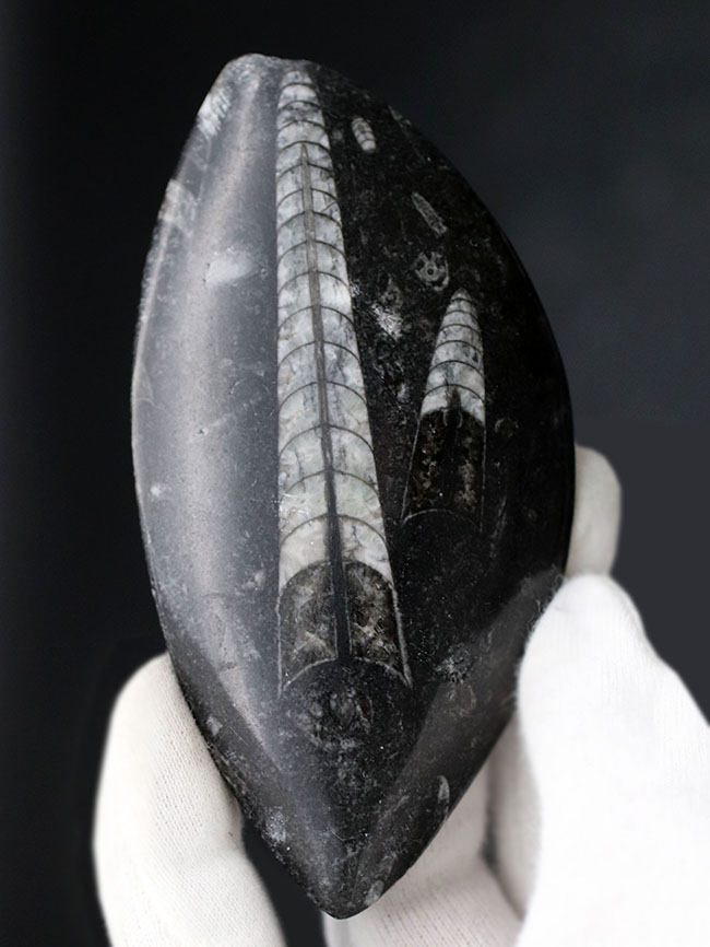 古生代の海の主役の一人、2体のオルソセラス(Orthoceras)が同居するマルチプレート化石(その5)