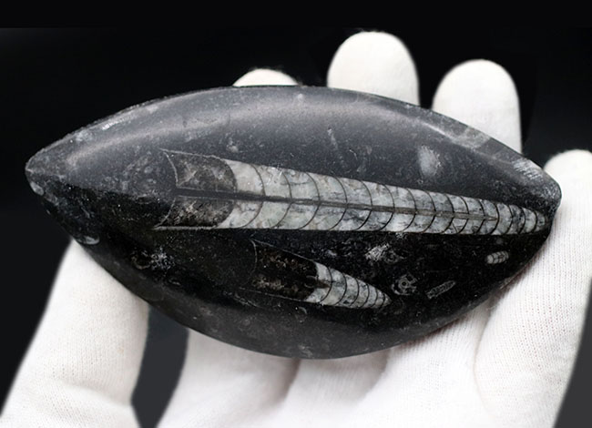 古生代の海の主役の一人、2体のオルソセラス(Orthoceras)が同居するマルチプレート化石(その6)