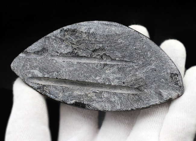 古生代の海の主役の一人、2体のオルソセラス（Orthoceras）が同居する