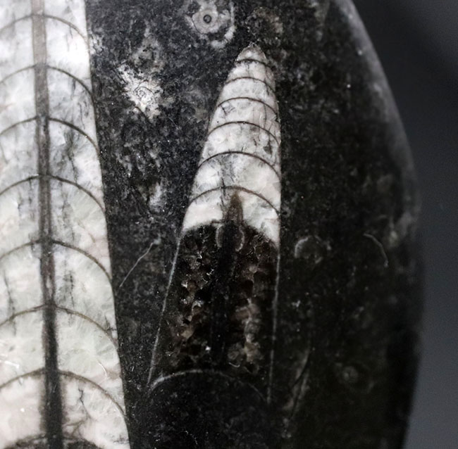 古生代の海の主役の一人、２体のオルソセラス（Orthoceras）が同居するマルチプレート化石（その8）