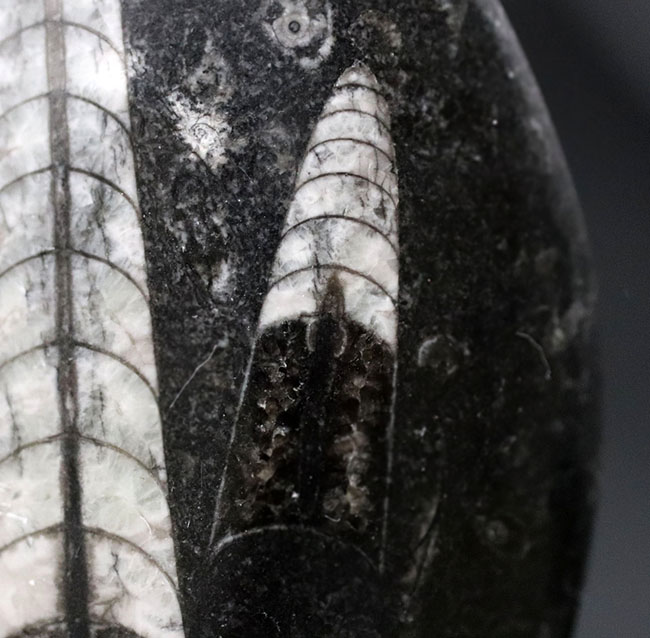 古生代の海の主役の一人、2体のオルソセラス(Orthoceras)が同居するマルチプレート化石(その8)