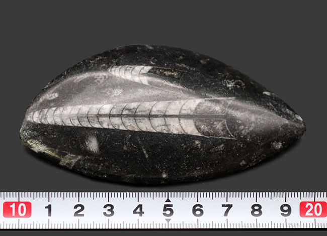 古生代の海の主役の一人、2体のオルソセラス(Orthoceras)が同居するマルチプレート化石(その9)