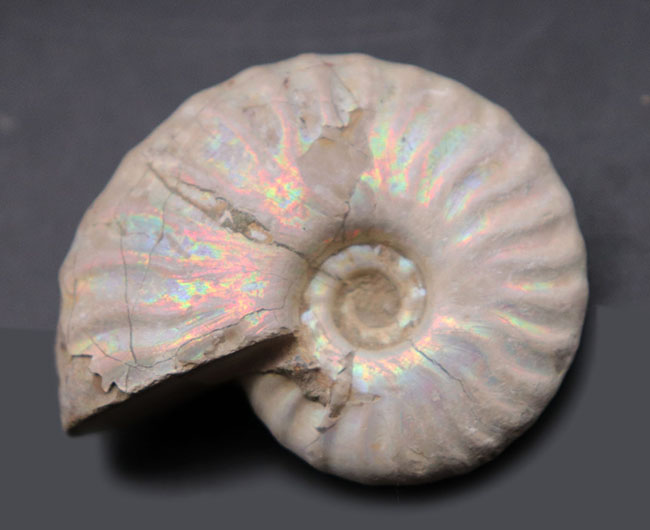 ホワイトタイプ、美しい遊色が備わった七色に輝くマダガスカル産のアンモナイト、クレオニセラス（Cleoniceras）の化石（その1）