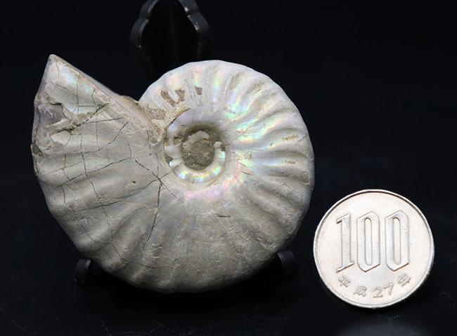 ホワイトタイプ、美しい遊色が備わった七色に輝くマダガスカル産のアンモナイト、クレオニセラス（Cleoniceras）の化石（その7）