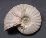 ホワイトタイプ、美しい遊色が備わった七色に輝くマダガスカル産のアンモナイト、クレオニセラス（Cleoniceras）の化石