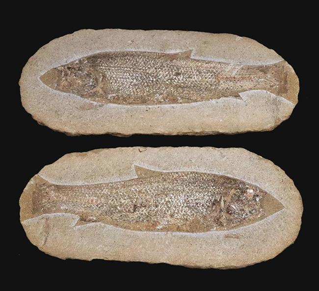 古代魚化石 Tharrias ジュラ紀 標本 白ジュラ！状態も大変良好で、サイズ感も十分、さらに魚影も