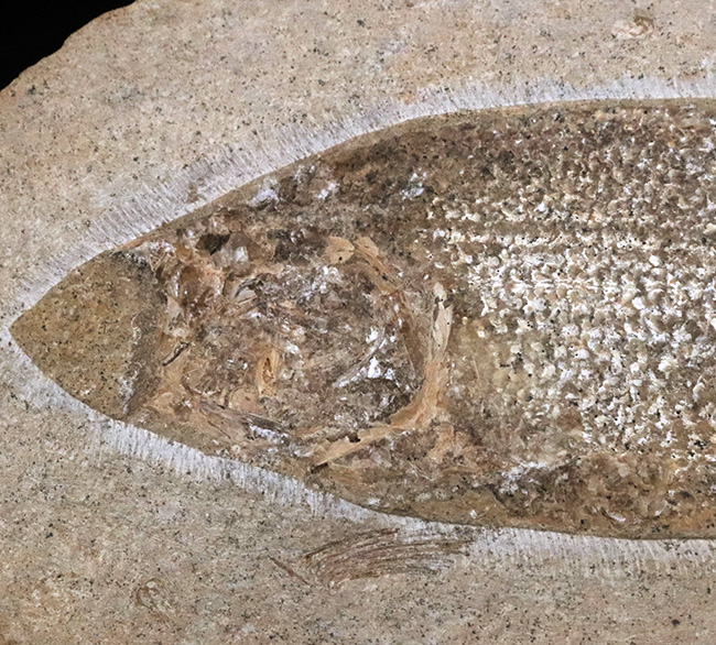 約1億年前の絶滅古代魚！保存状態に優れ、サイズもあり、しかも