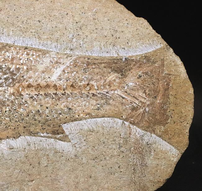 約1億年前の絶滅古代魚！保存状態に優れ、サイズもあり、しかも