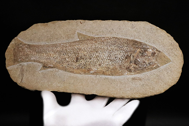 古代魚 タリアス 全身化石 ノジュール 白亜紀 ブラジル産 希少 古代魚 タリアス 全身化石 ノジュール 白亜紀 ブラジル産 希少 【公式