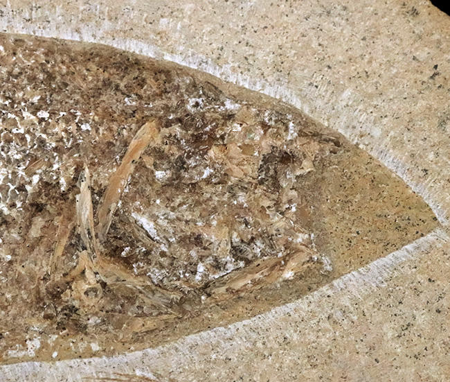 約1億年前の絶滅古代魚！保存状態に優れ、サイズもあり、しかも