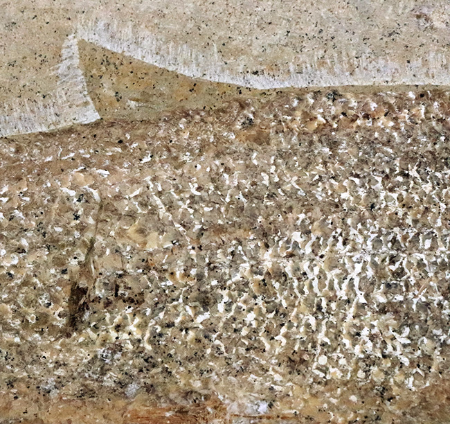 約1億年前の絶滅古代魚！保存状態に優れ、サイズもあり、しかも