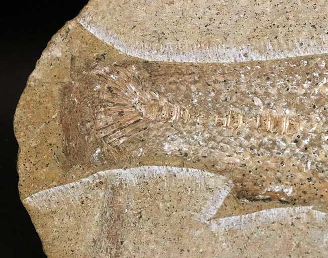 約1億年前の絶滅古代魚！保存状態に優れ、サイズもあり、しかも