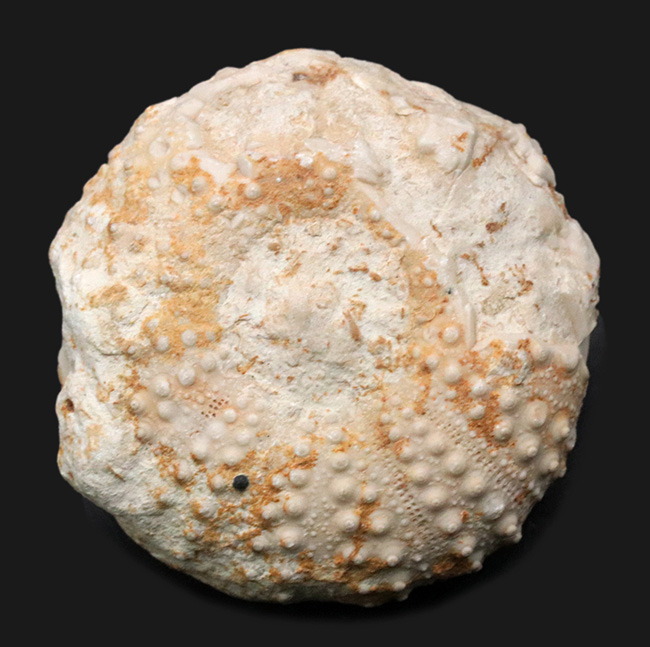 かぼちゃのような形が愛らしい、白亜紀のウニ、ヘテロディアデマ（Heterodiadema）の化石（その1）