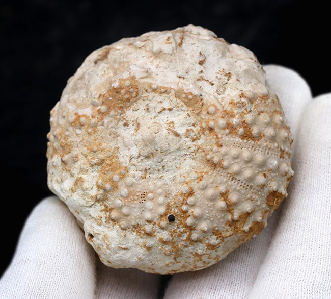 かぼちゃのような形が愛らしい、白亜紀のウニ、ヘテロディアデマ（Heterodiadema）の化石（その2）