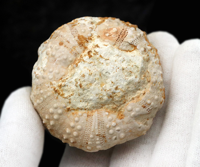 かぼちゃのような形が愛らしい、白亜紀のウニ、ヘテロディアデマ（Heterodiadema）の化石（その4）