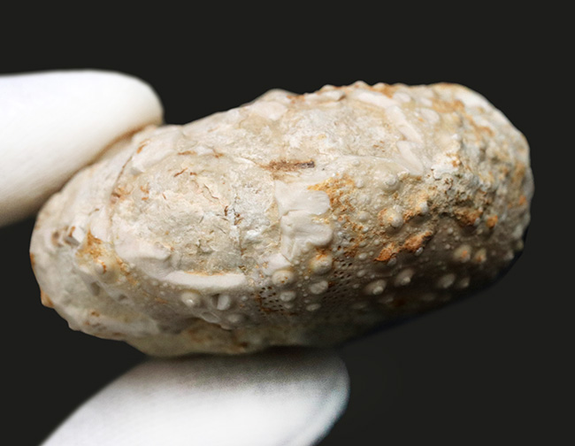 かぼちゃのような形が愛らしい、白亜紀のウニ、ヘテロディアデマ（Heterodiadema）の化石（その5）