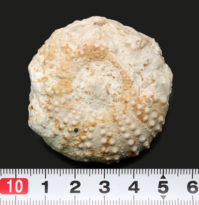かぼちゃのような形が愛らしい、白亜紀のウニ、ヘテロディアデマ（Heterodiadema）の化石（その7）