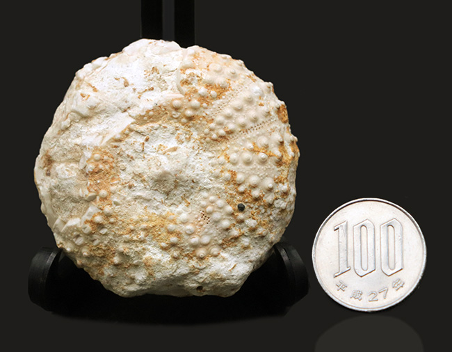 かぼちゃのような形が愛らしい、白亜紀のウニ、ヘテロディアデマ（Heterodiadema）の化石（その8）