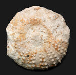かぼちゃのような形が愛らしい、白亜紀のウニ、ヘテロディアデマ（Heterodiadema）の化石