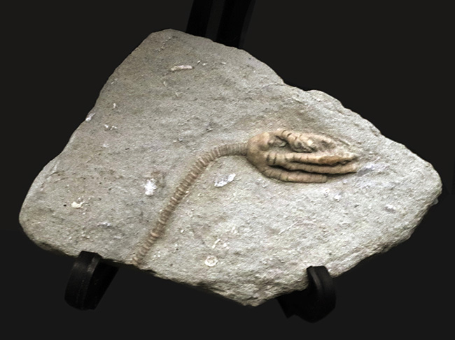 保存状態良好！立派な王冠が保存されたウミユリ、ヒストクリヌス・コレイ（Histocrinus coreyi）の上質化石（その4）
