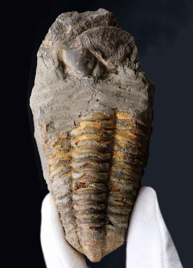 カーブ計測で１２７ミリ！オルドビス紀の芋虫型の三葉虫、特大！ディアカリメネ・ウーズレグイ（Diacalymene ouzregui）の化石（その1）