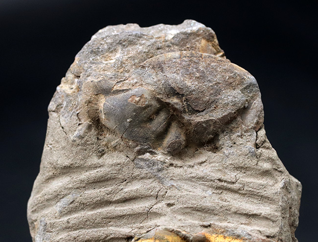 カーブ計測で１２７ミリ！オルドビス紀の芋虫型の三葉虫、特大！ディアカリメネ・ウーズレグイ（Diacalymene ouzregui）の化石（その2）