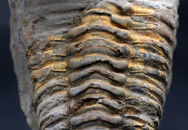 カーブ計測で１２７ミリ！オルドビス紀の芋虫型の三葉虫、特大！ディアカリメネ・ウーズレグイ（Diacalymene ouzregui）の化石（その3）